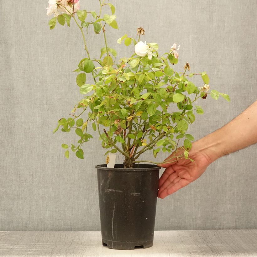 Example of Rosier à fleurs groupées Marina Picasso Pot de 4L/5L as you get in ete