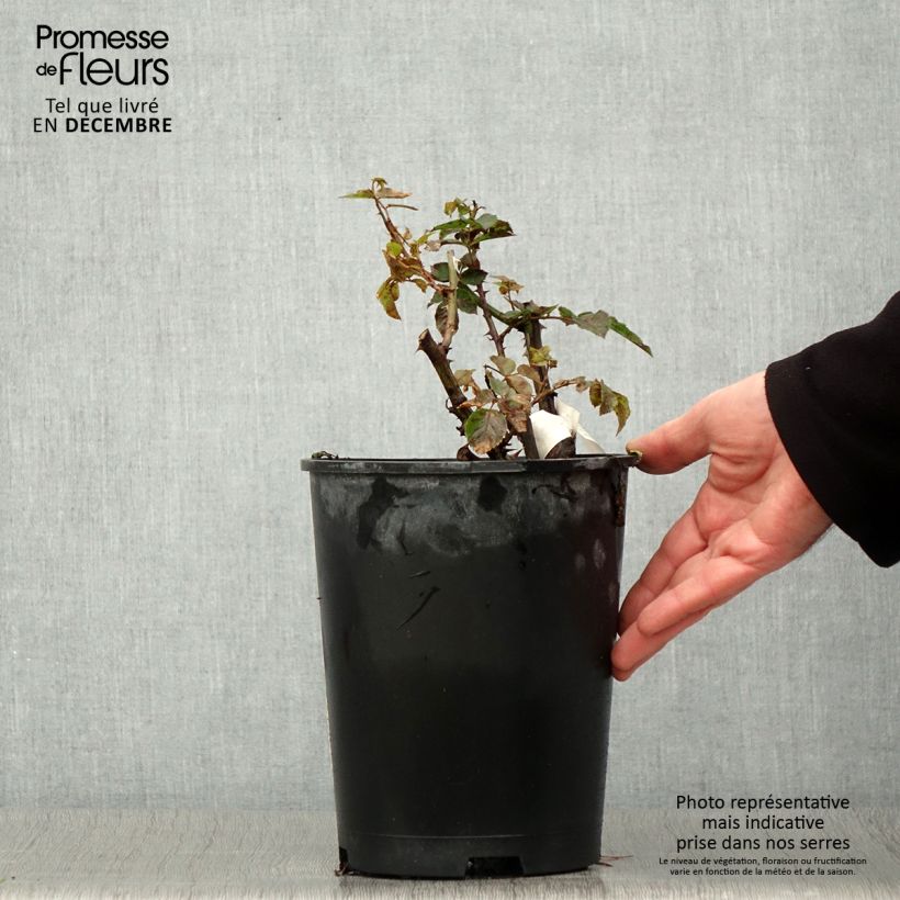 Example of Rosier à fleurs groupées Off-Load Pot de 4L/5L as you get in automne