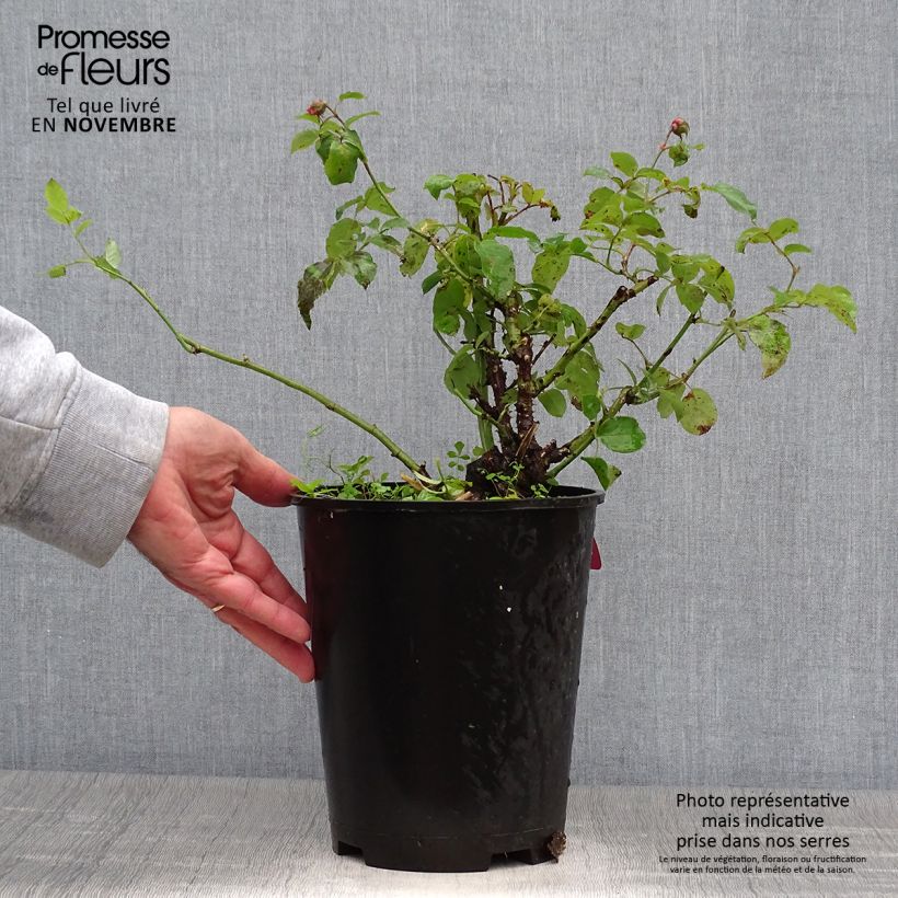 Example of Rosier à fleurs groupées Pick'n Go Pot de 4L/5L as you get in automne