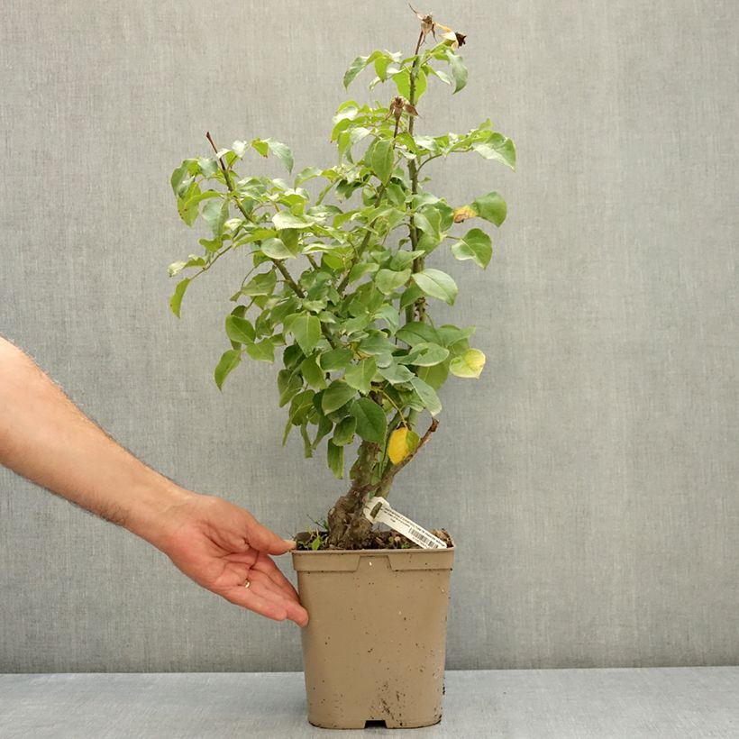 Example of Rosier à fleurs groupées Société Nationale d’Horticulture de France Pot de 3L/4L as you get in ete