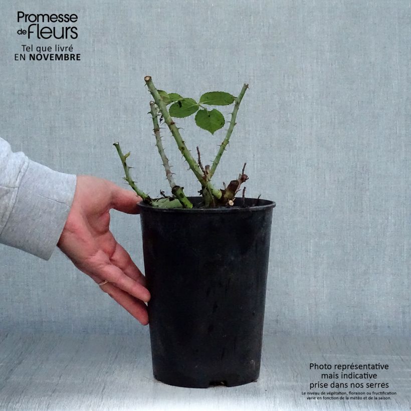 Example of Rosier à fleurs groupées Summer of Love Pot de 2L/3L as you get in automne
