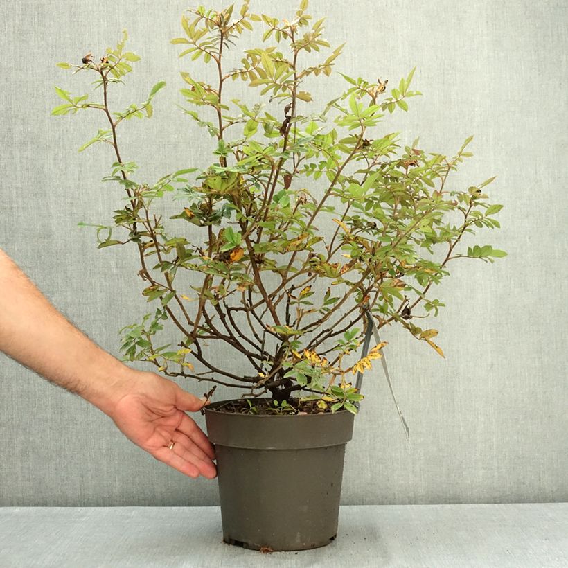 Example of Rosier à fleurs groupées Take it Easy Red  Pot de 4L/5L as you get in ete