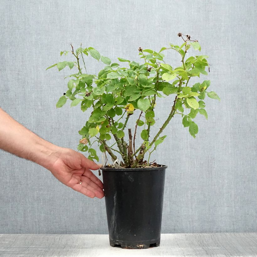Example of Rosier à fleurs groupées Utopia Pot de 3L/4L as you get in ete