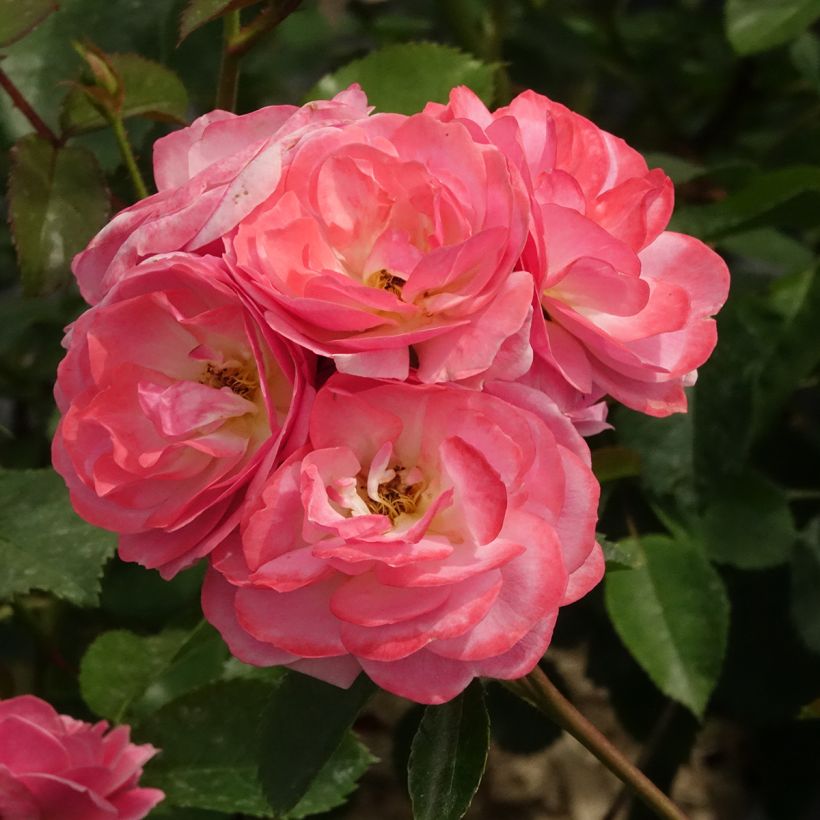 Rosier à fleurs groupées Walferdange (Flowering)