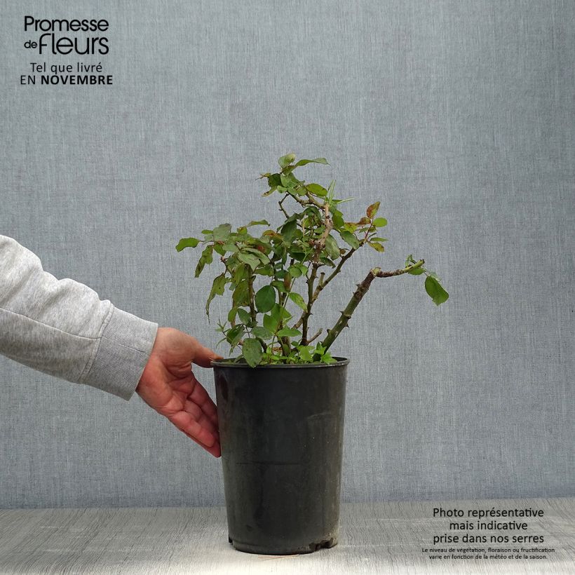 Example of Rosier à grandes fleurs Alissar Princess of Phoenicia Pot de 4L/5L as you get in automne