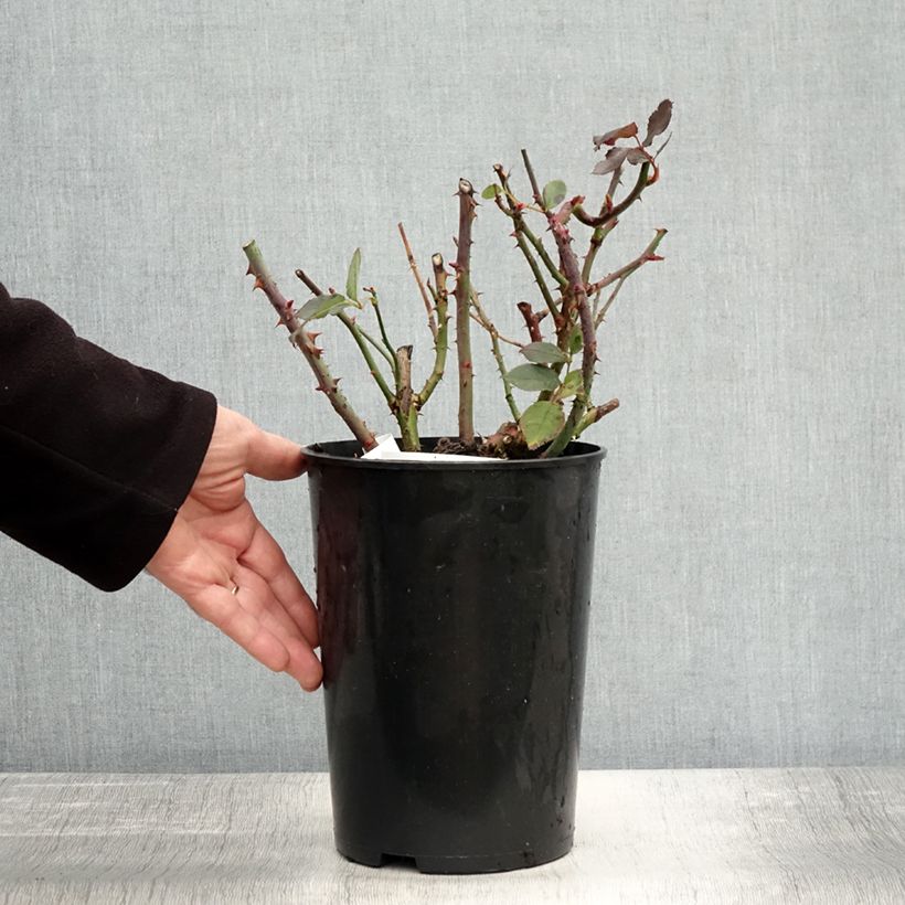 Example of Rosier à grandes fleurs Anne Vanderlove Pot de 4L/5L as you get in automne