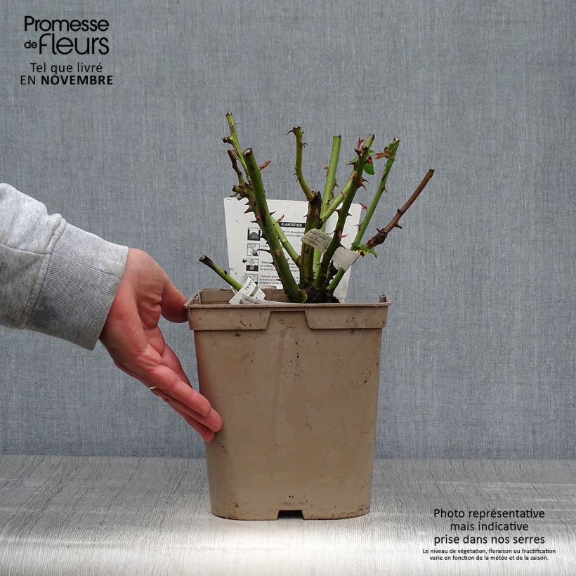 Example of Rosier à grandes fleurs Camille Pissarro Pot de 4L/5L as you get in automne