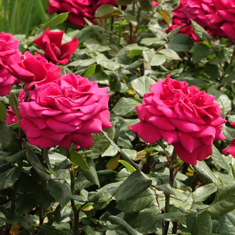 Rosier à grandes fleurs Charlotte Rampling (Flowering)