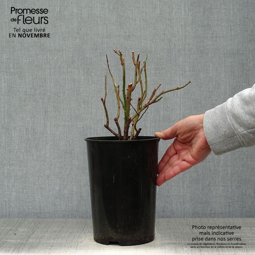 Example of Rosier à grandes fleurs Diamond Jubilee Pot de 4L/5L as you get in automne