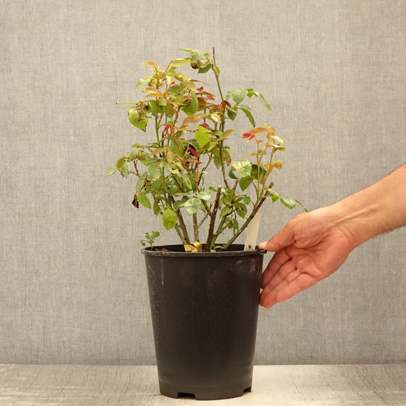 Example of Rosier à grandes fleurs Eleganza Meine Rose Pot de 4L/5L as you get in ete