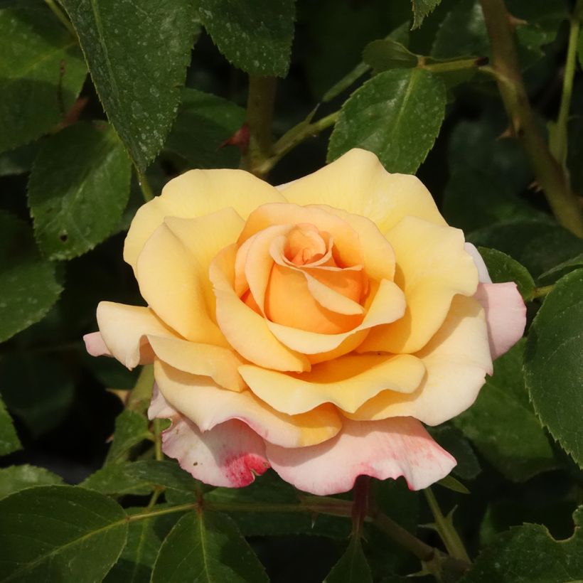 Rosier à grandes fleurs Eleganza Oh Happy Day (Flowering)