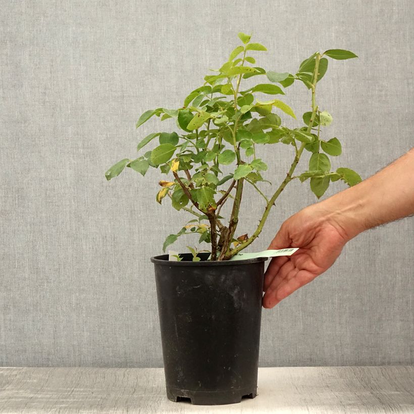 Example of Rosier à grandes fleurs Eleganza Oh Happy Day Pot de 4L/5L as you get in ete