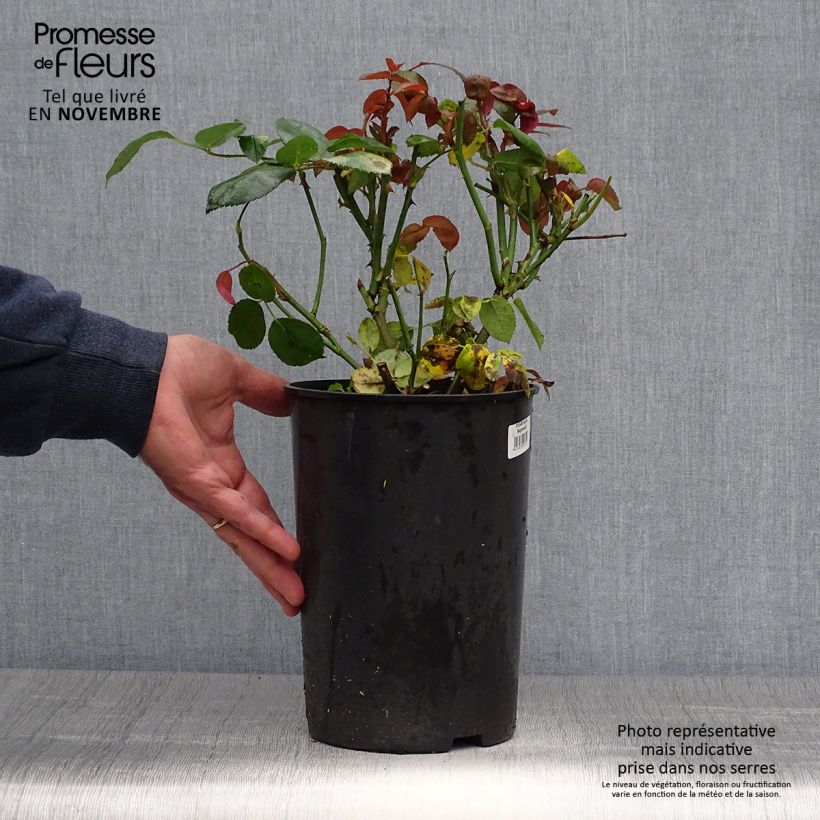 Example of Rosier à grandes fleurs Ingrid Bergman Pot de 4L/5L as you get in automne