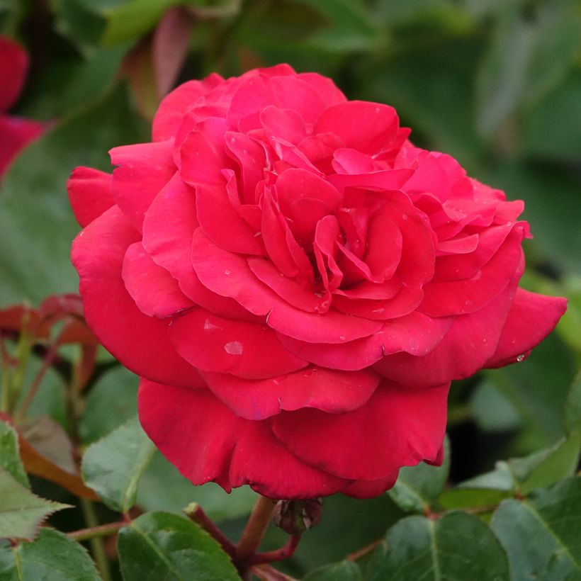 Rosier à grandes fleurs La rose Monsieur (Flowering)