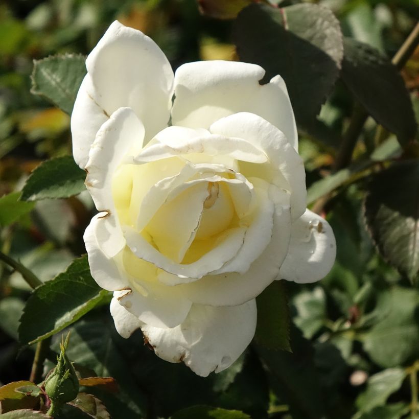 Rosier à grandes fleurs Memoire (Flowering)