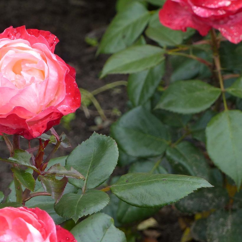 Rosier à grandes fleurs Nostalgie (Foliage)