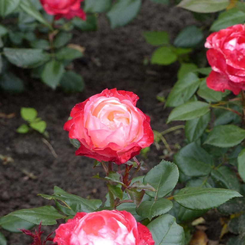 Rosier à grandes fleurs Nostalgie (Flowering)