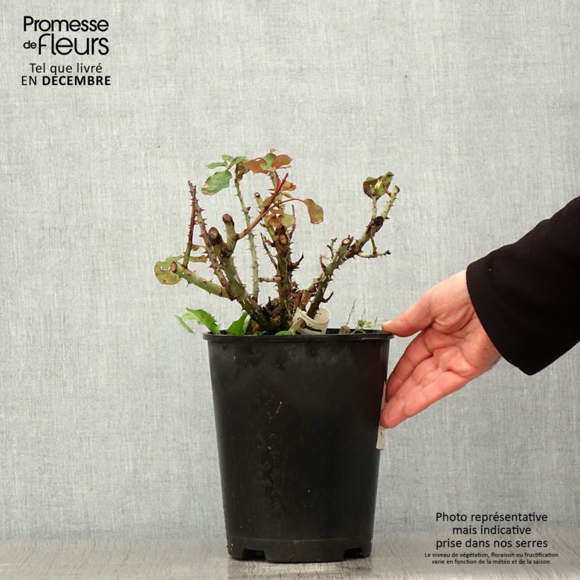 Example of Rosier à grandes fleurs Over the Moon Pot de 4L/5L as you get in automne