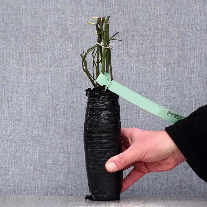 Example of Rosier à grandes fleurs Pacific Sunset  Racines nues en motte as you get in hiver