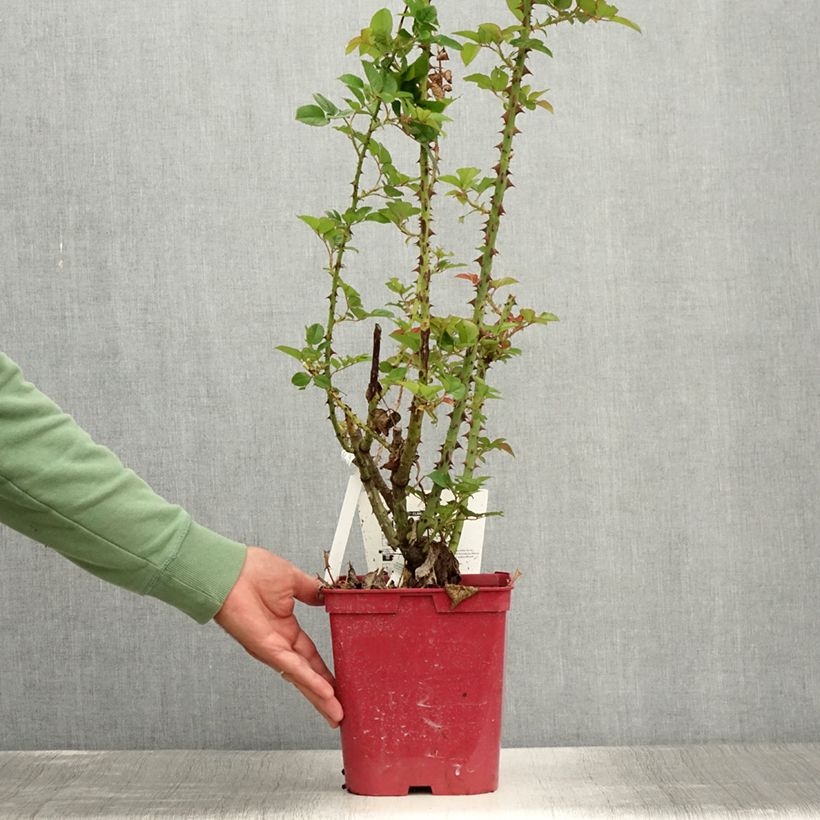 Example of Rosier à grandes fleurs Pink Paradise Pot de 3L/4L as you get in ete