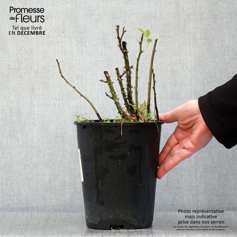Example of Rosier à grandes fleurs Reine des Parfums® Pot de 4L/5L as you get in automne