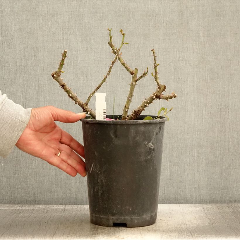 Example of Rosier à grandes fleurs Rose Alleyson Pot de 4L/5L as you get in automne