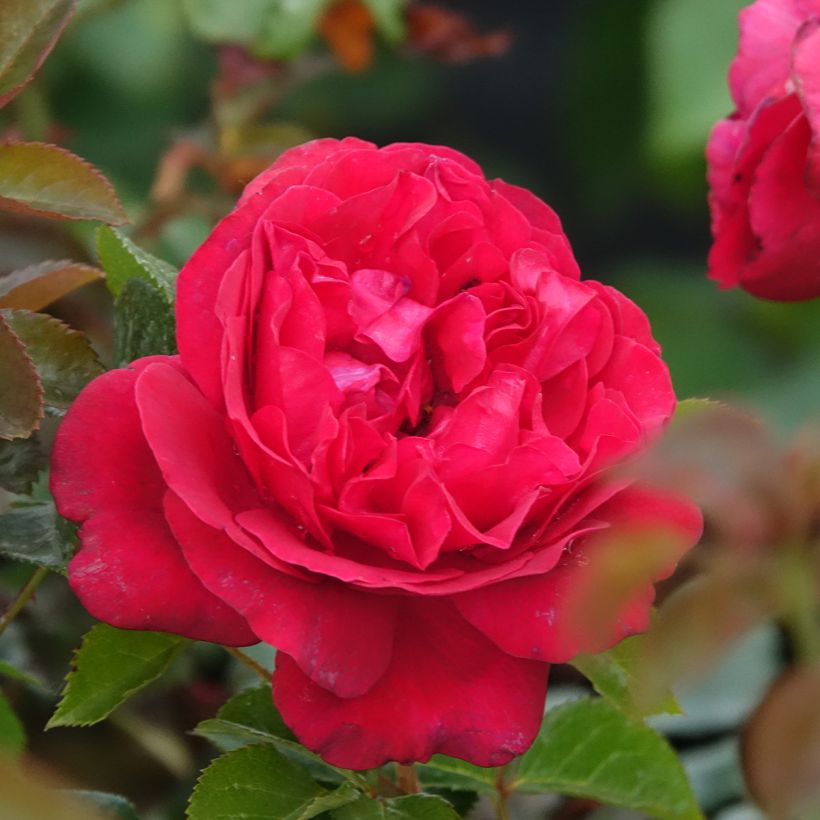 Rosier à grandes fleurs Rose Clos Vougeot (Flowering)