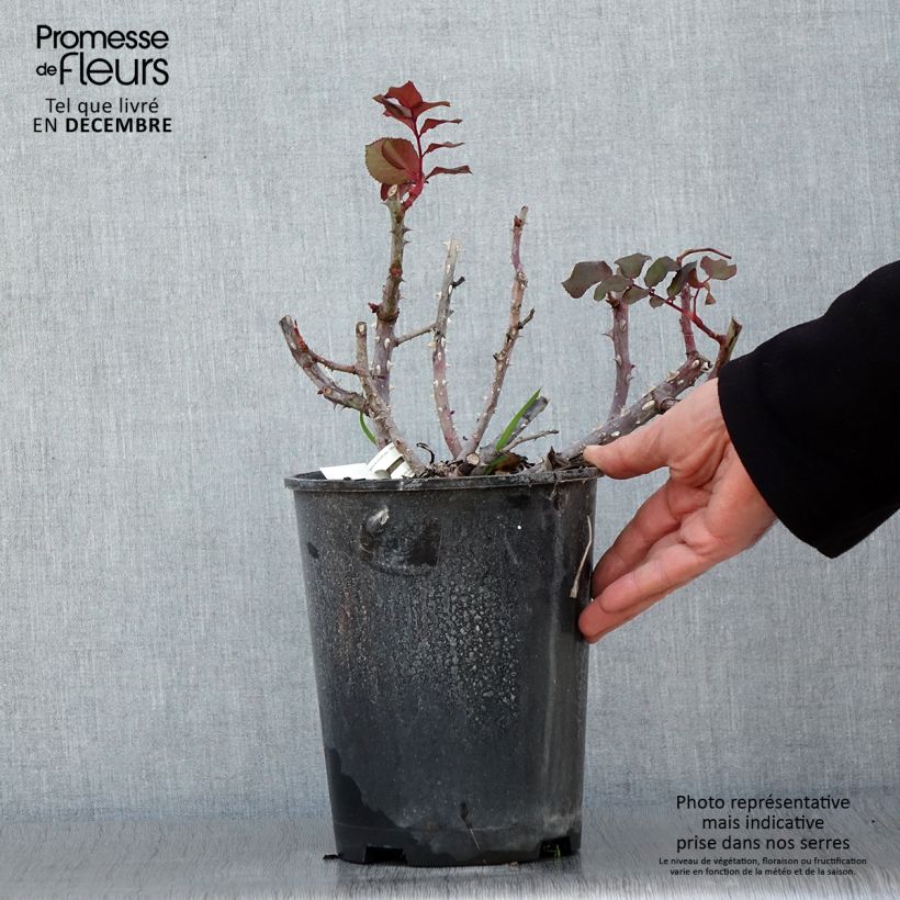 Example of Rosier à grandes fleurs Simone Veil Pot de 4L/5L as you get in automne
