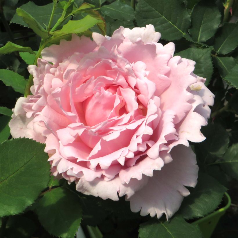 Rosier à grandes fleurs Sophie Rochas (Flowering)
