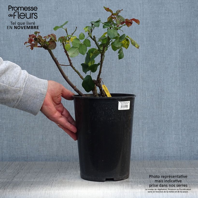 Example of Rosier à grandes fleurs Souvenir de Baden-Baden Pot de 4L/5L as you get in automne
