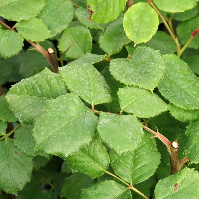 Rosier à massif Eveline Wild (Foliage)