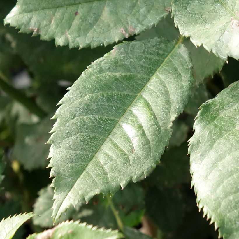 Rosier à massif Sweet Honey (Foliage)