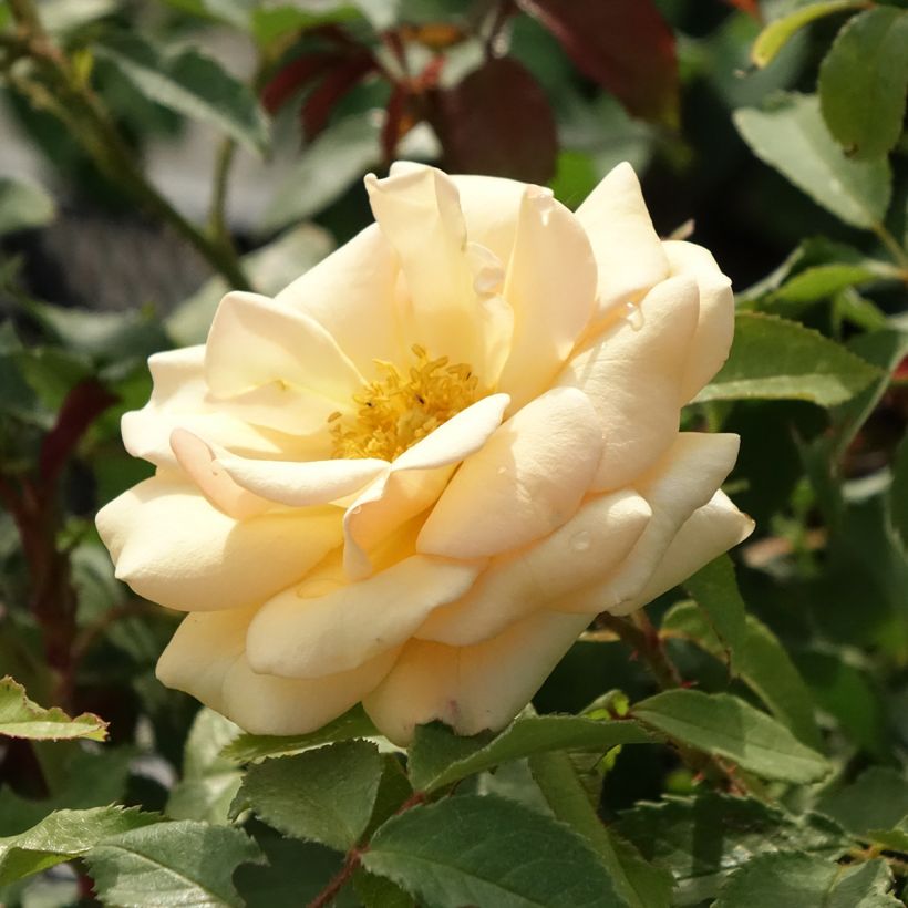 Rosier à massif Sweet Honey (Flowering)