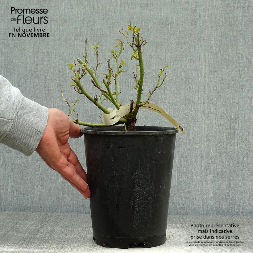 Example of Rosier à pétales comestibles Picnic Bio Pot de 4L/5L as you get in automne