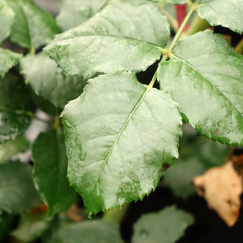 Rosier à pétales comestibles Taste of Love Theo Clevers (Foliage)
