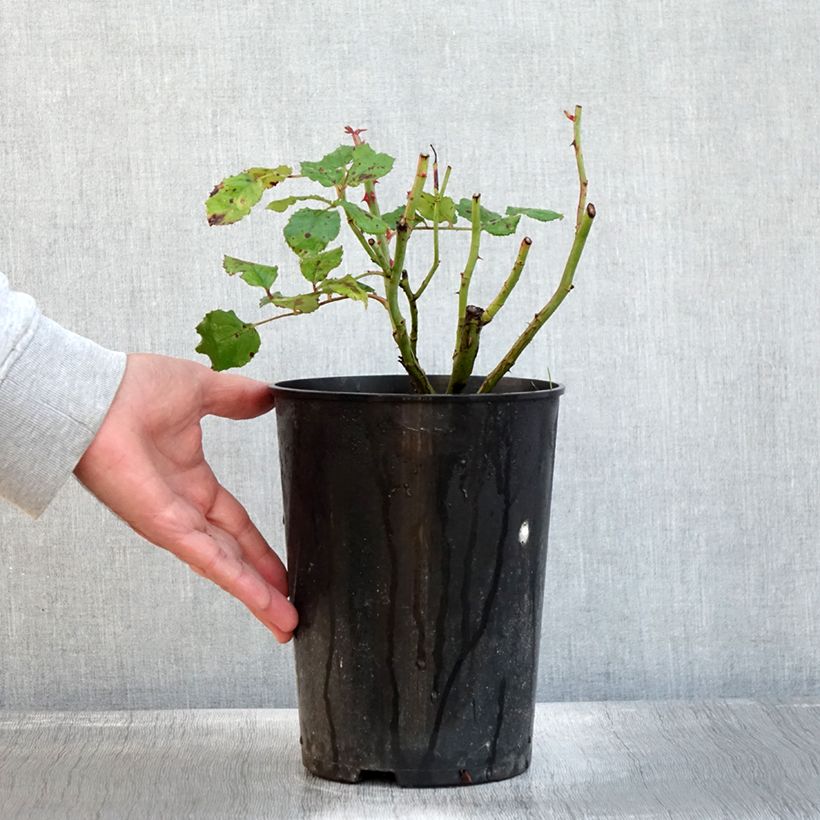 Example of Rosier à pétales comestibles Taste of Love Theo Clevers Pot de 4L/5L as you get in automne