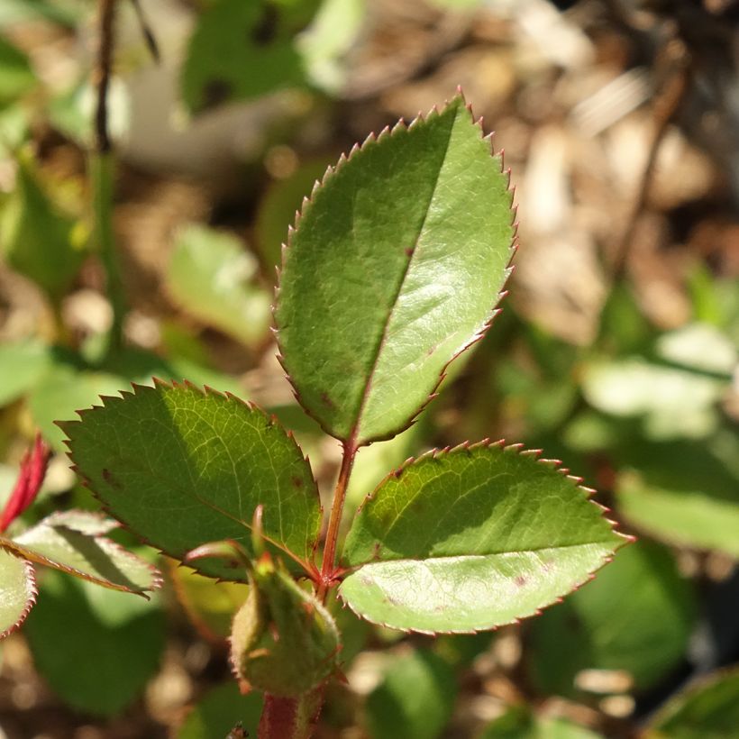 Rosier à pétales comestibles Tiramisu Bio (Foliage)
