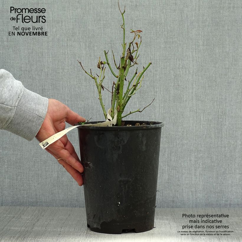 Example of Rosier à pétales comestibles Tiramisu Bio Pot de 4L/5L as you get in automne