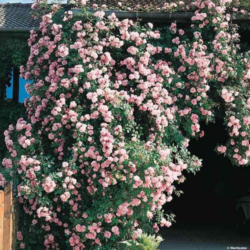 Rosier grimpant Albertine (Plant habit)