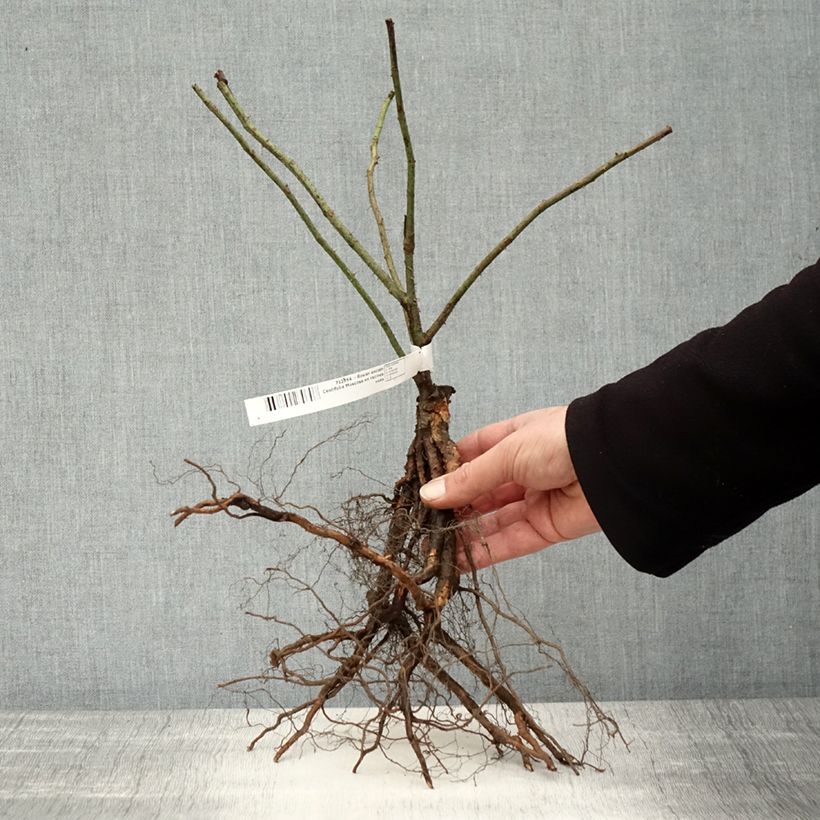 Example of Rosier ancien Centifolia Muscosa Petites Racines nues as you get in hiver