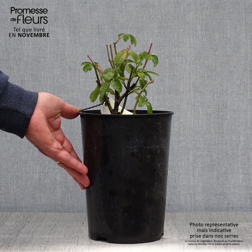 Example of Rosier ancien Charles de Mills Pot de 4L/5L as you get in automne