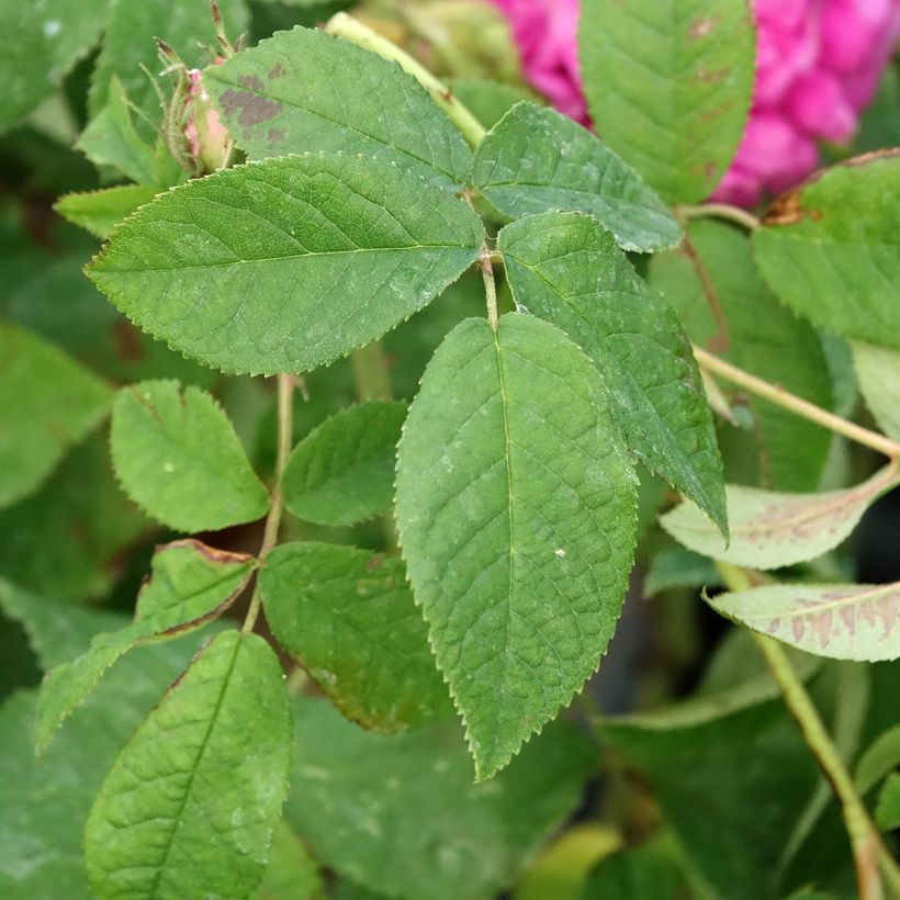 Rosier ancien Charles de Mills (Foliage)
