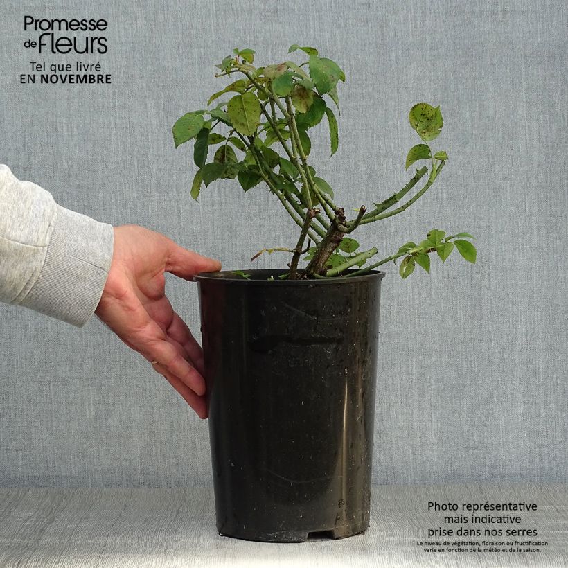 Example of Rosier ancien Complicata Pot de 4L/5L as you get in automne