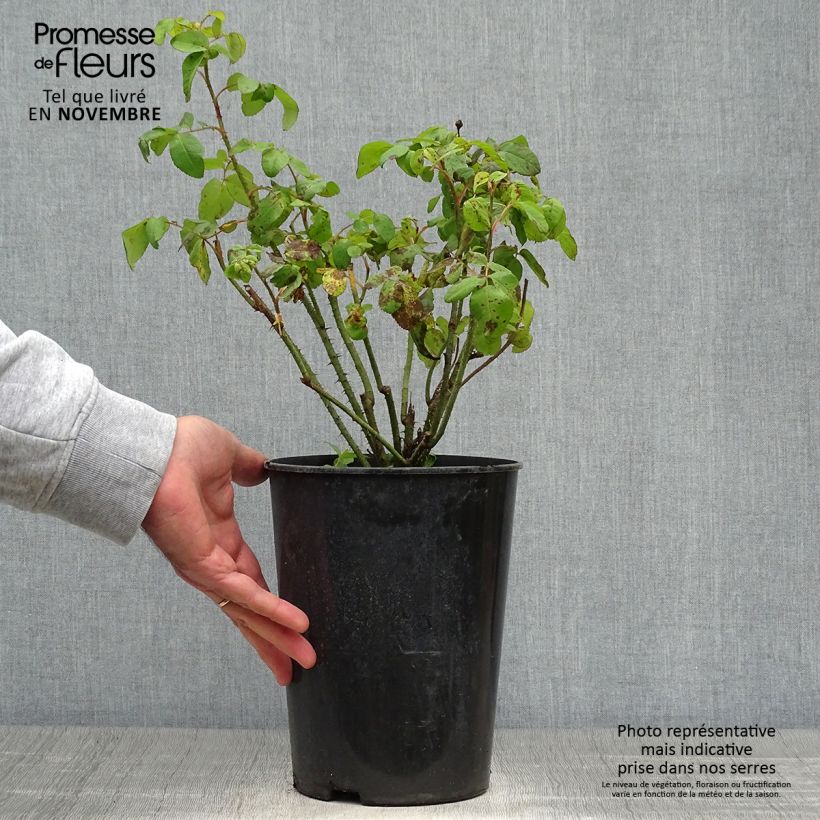 Example of Rosier ancien Comte de Chambord Pot de 4L/5L as you get in automne