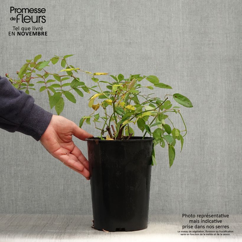 Example of Rosier ancien Cornelia Pot de 4L/5L as you get in automne