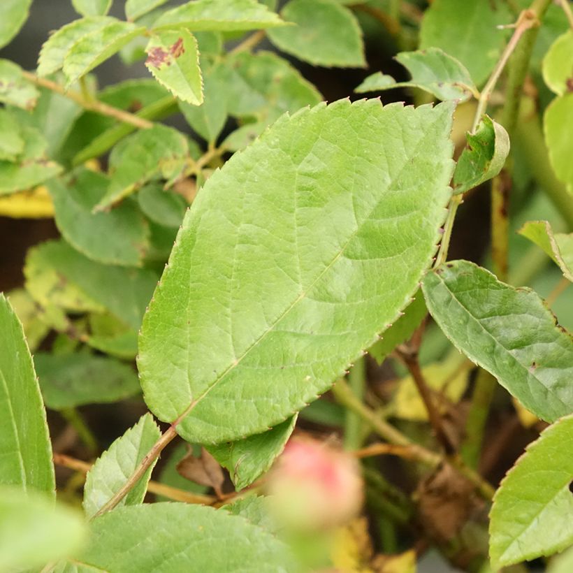Rosier ancien Cornelia (Foliage)