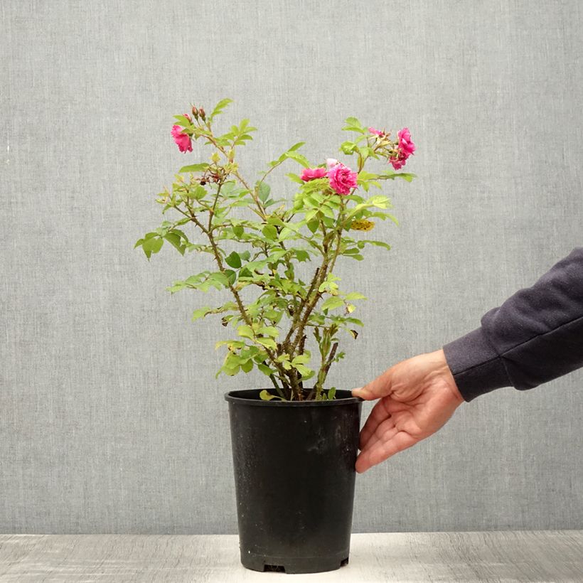 Example of Rosier ancien F.J Grootendorst Pot de 4L/5L as you get in ete