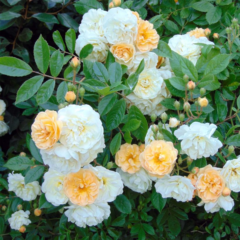 Rosier ancien Ghislaine de Féligonde (Flowering)