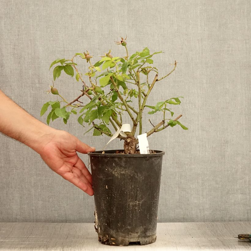 Example of Rosier ancien Gros Provins Panaché BIO Pot de 4L/5L as you get in ete