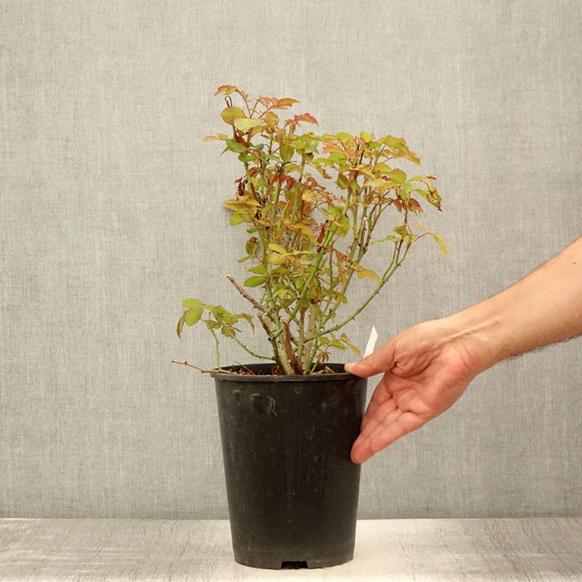 Example of Rosier ancien Gruss An Aachen Pot de 4L/5L as you get in ete